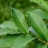 Hình 2. Chiết xuất từ lá Ổi có tác dụng dược tính đa dạng