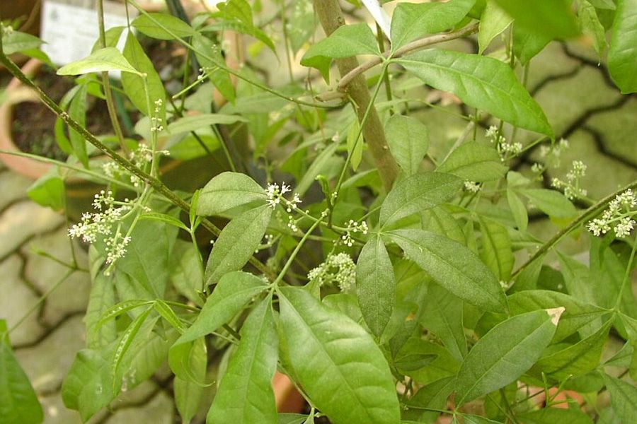 Cây Ba chạc trồng trong chậu, lá thon dài và hoa nhỏ màu trắng