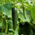 Dưa leo (Cucumis sativus)
