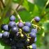 Vitis vinifera (Nho)
