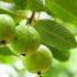 Hình 1. Ổi-Psidium guajava (L.) là loài trái cây quen thuộc.