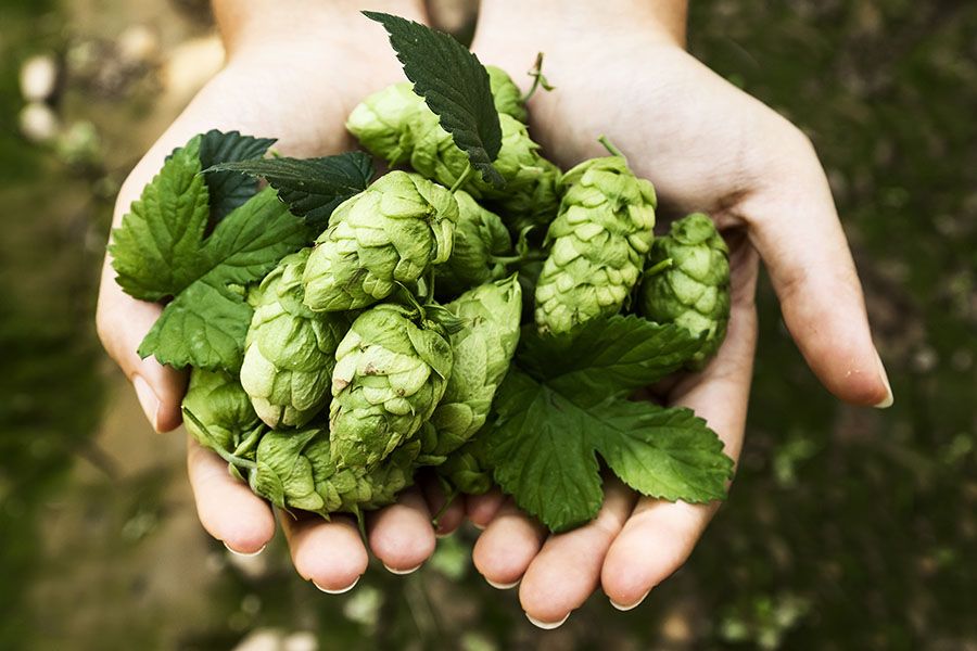 Hoa bia humulus lupulus l.