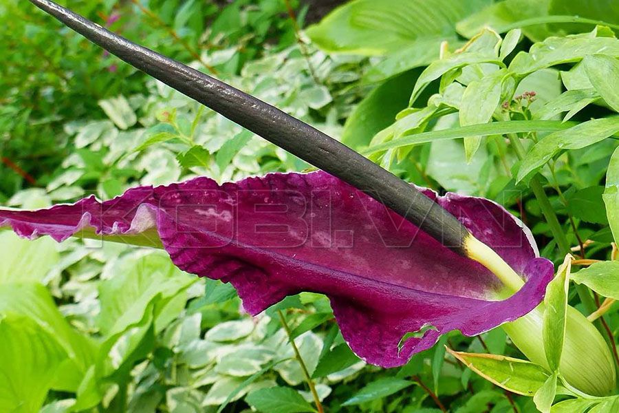 Khoai Nưa: Siêu thực phẩm bí ẩn với sức mạnh tiềm ẩn