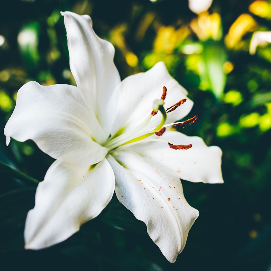 lily-fragrance-oil