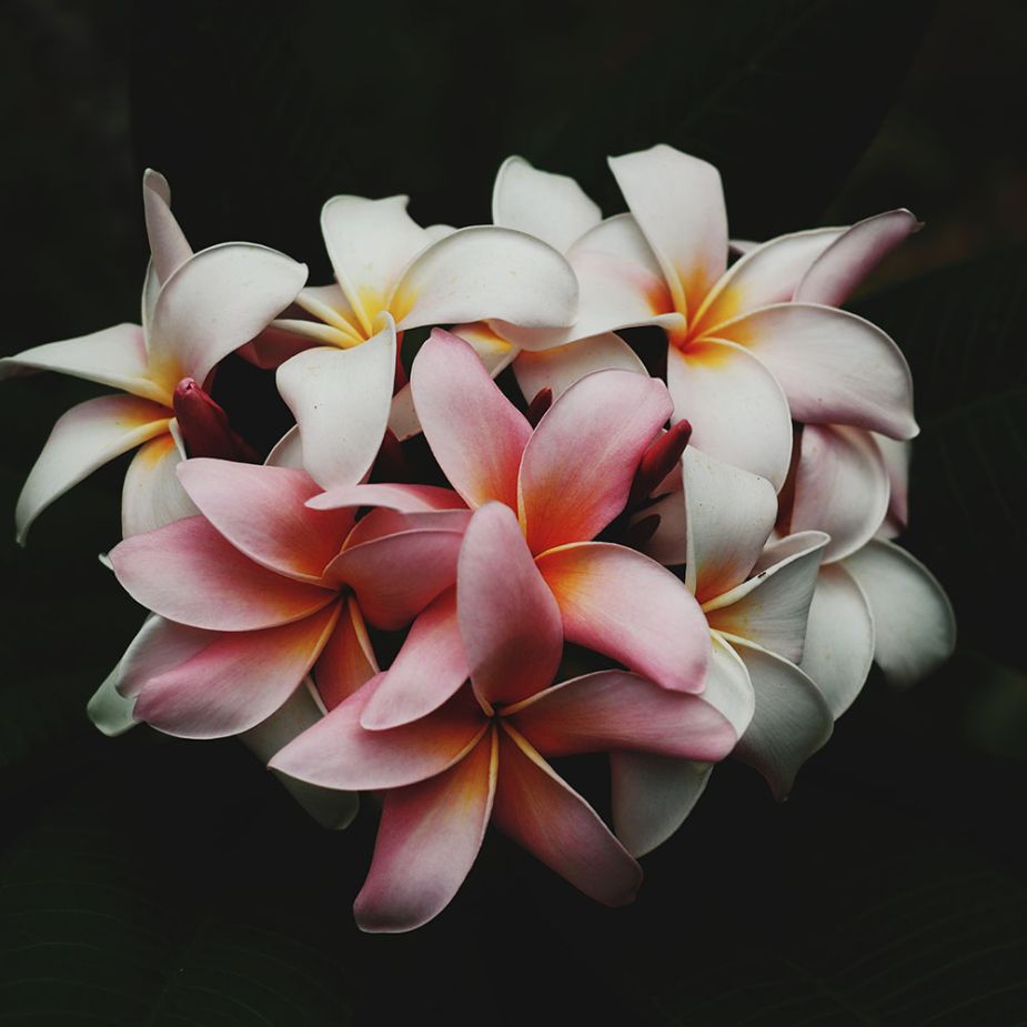 vanilla-fragrance-oil