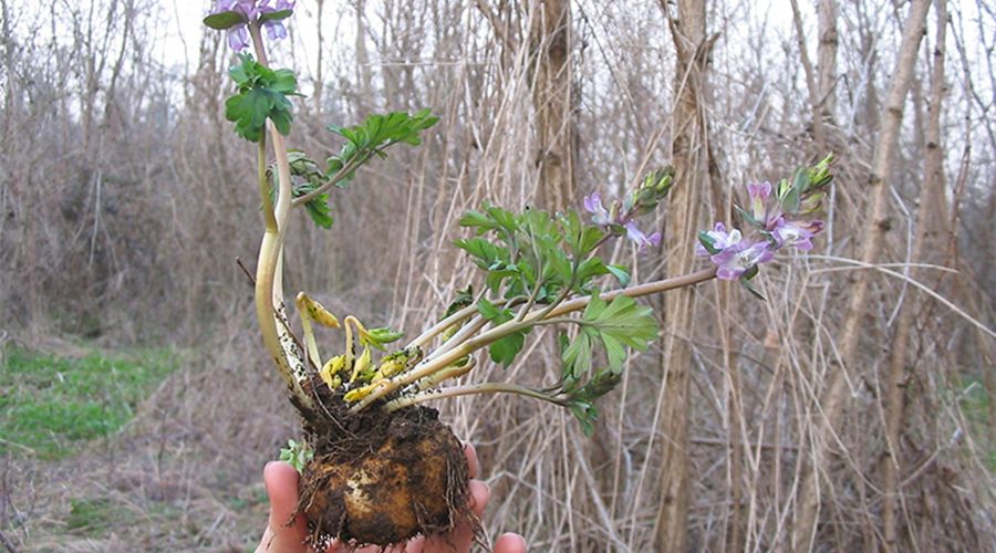 Khám phá Huyền Hồ (Tuber Corydalis) - Thần dược trị ứ máu, điều hòa khí huyết