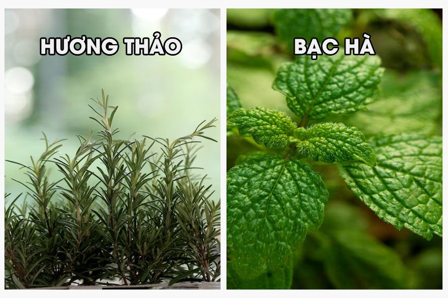 QNA-vi-sao-mui-cua-tinh-dau-huong-thao-lai-giong-bac-ha