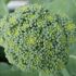 Cây bông cải xanh (Brassica oleracea var. italica)
