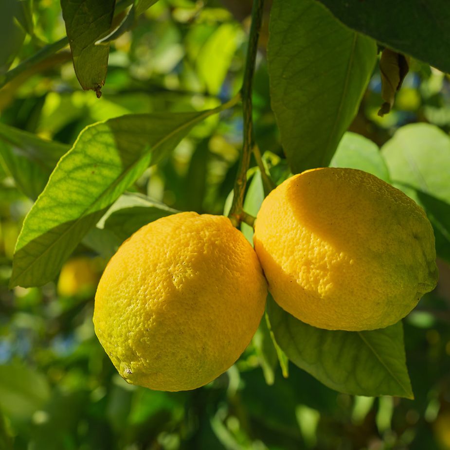 Lemon-Blossom fragrance oil