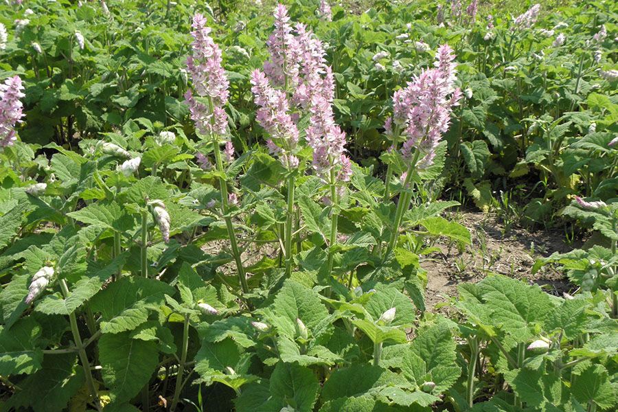 cay xo thom clary sage