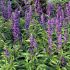 Cây Salvia hispanica