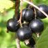 Dầu hạt lý chua đen (Black currant seed oil)