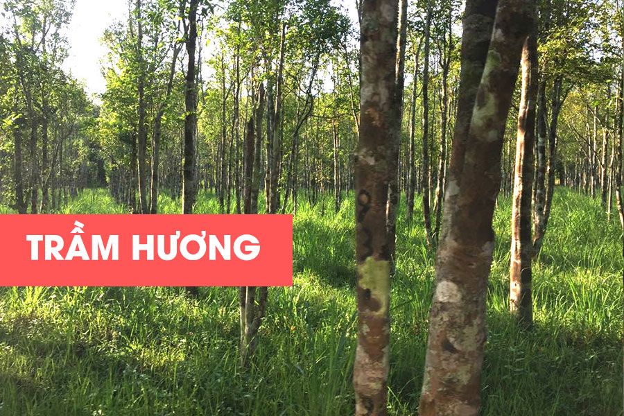 Agarwood-tram-huong