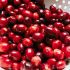 Hình 2 Quả Cranberry từ thực vật Vaccinium macrocarpon.
