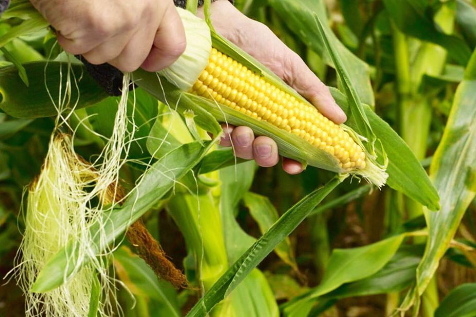 Hình 1. Thực vật ngô/bắp Zea mays là ngũ cốc quen thuộc.
