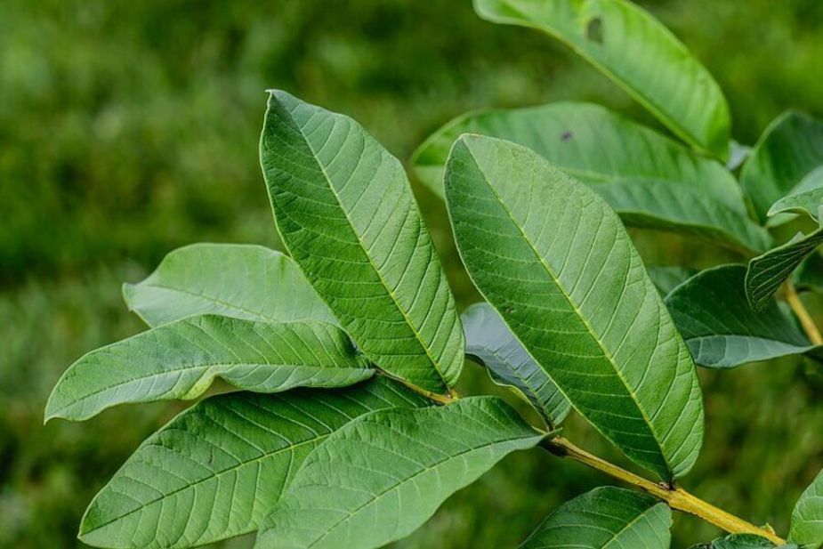 Hình 2. Chiết xuất từ lá Ổi có tác dụng dược tính đa dạng
