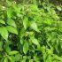 Hình 1-Cây-Cinnamomum-glaucescens-trong-tự-nhiên