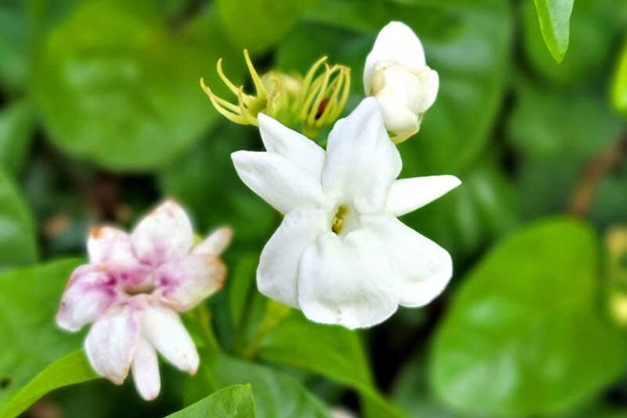 Hoa-nhai-Sambac-Jasmine