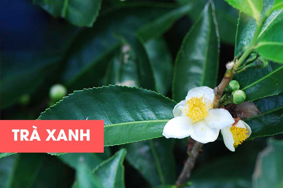 tra-xanh