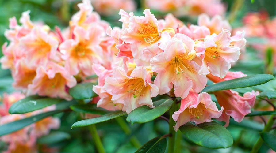 Cây hoa Đỗ Quyên - rhododendron