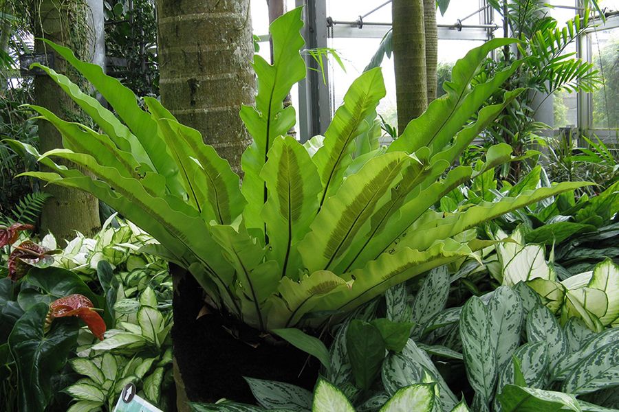 Cây tổ quạ (Cây ổ phụng)