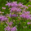 Hình 1. Thực vật Monarda fistulosa