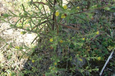 Hình 2 Thực vật Inula (Inula graveolens)