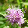 Hình 2. Hoa Monarda fistulosa là bộ phận thường được sử dụng để chiết xuất tinh dầu