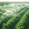 Hình 3 Tinh dầu ổi giúp đuổi côn trùng, trừ sâu sinh học