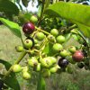 Hình 1 Quả pimento berry trong tự nhiên