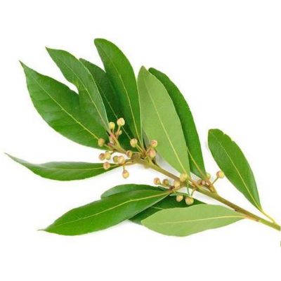 Hình 1 Cành lá của ravensara
