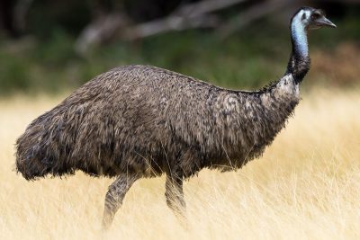 Hình 1 Chim emu trong tự nhiên