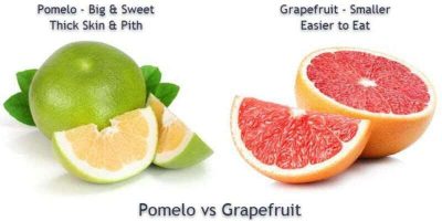 Hình 2: Bưởi Pomelo và Bưởi Grapefruit có sự khác biệt.