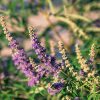Hình 1. Thực vật Vitex agnus castus.