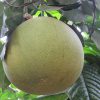 Hình 1. Thực vật bưởi Pomelo (Citrus grandis)