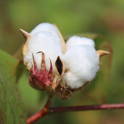 Hình 1. Cotton vừa cung cấp xơ vải vừa cung cấp dầu thực vật