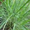 Hình 1. Thực vật Cymbopogon nardus