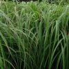 Hình 2. Bộ phận chiết xuất tinh dầu chủ yếu là phần lá
