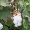 Hình 2. Thực vật Gossypium_herbaceum