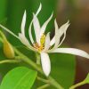 Hình 3. Thực vật Michelia alba