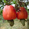 Hình - 1 Quả điều thường thấy ở khu vực nông nghiệp nhiệt đới