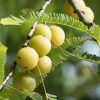 hình 1: thực vật me rừngEmblica officinalis.