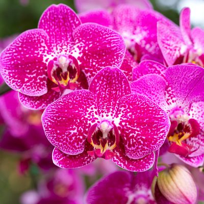 Bewitched-Orchid fragrance oil