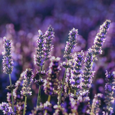 English-Lavender fragrance oil
