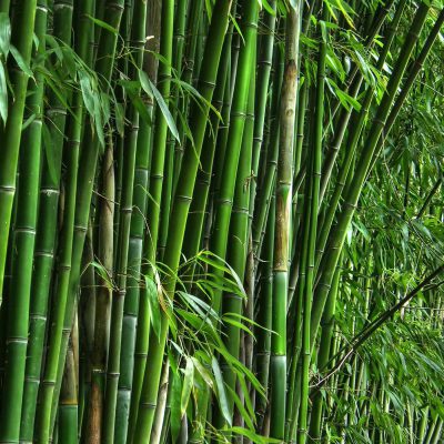Fresh-bamboo Fragrance Oil