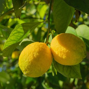 Lemon-Blossom fragrance oil