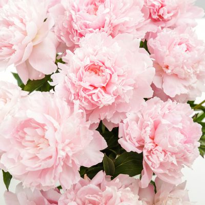 Pink-Peony fragrance oil