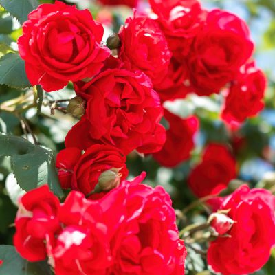 Rose-Garden fragrance oil