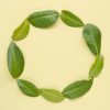 Tobacco & Bay Leaf Fragrance oil
