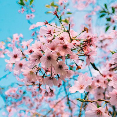 cherry-blossom-fragrance-oil